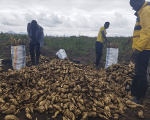 Cleaning Up the Fields: Across Africa and Asia GEF is Helping Farmers Rewrite Their Pesticide Story